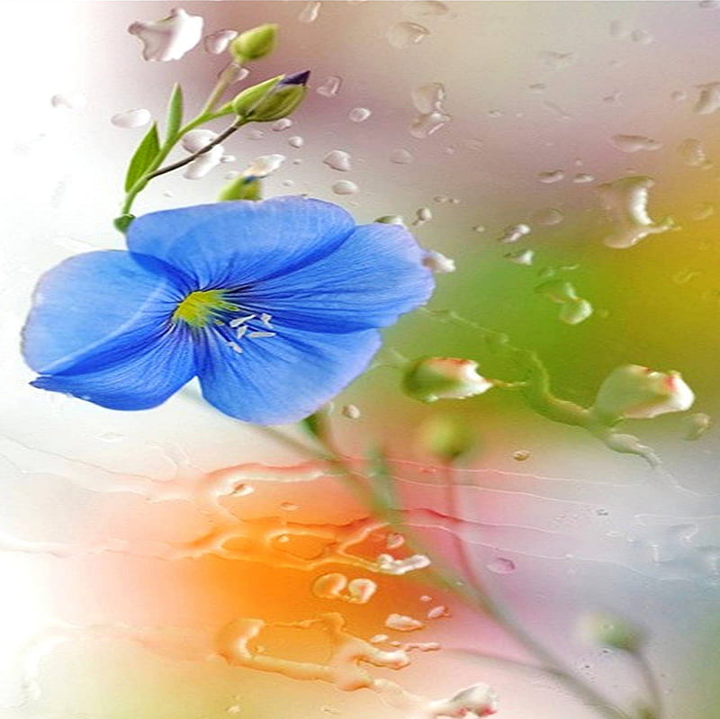 DEW PEARL, goutte, flower, bleue, eau, HD wallpaper
