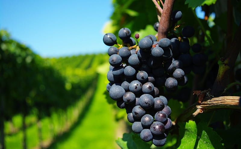 Ripe Grapes, ripe, grapes, vineyard, vine, HD wallpaper