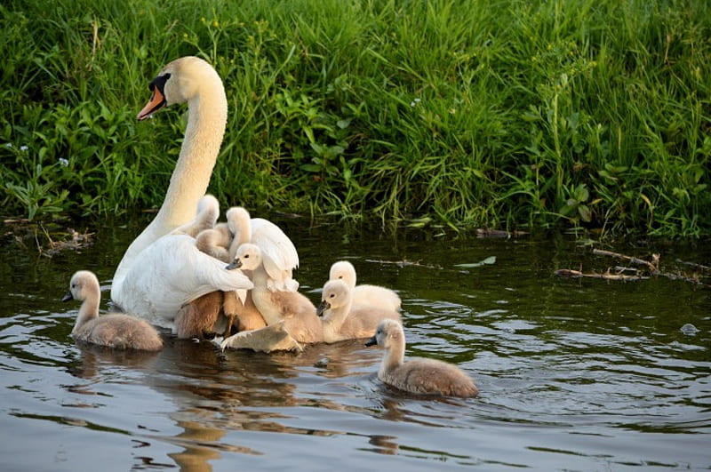 Young Cygnets, Swans, Cygnets, Animals, Birds, HD wallpaper