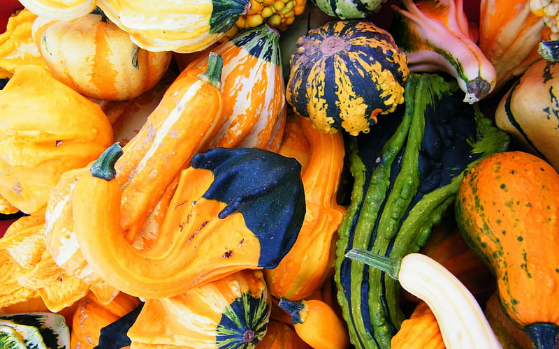 Autumn Pumkins, autumn, colors, squash, gords, pumkins, HD wallpaper