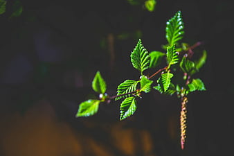 Green Leaves On A Branch, HD wallpaper