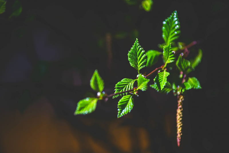 Green Leaves On A Branch, HD wallpaper