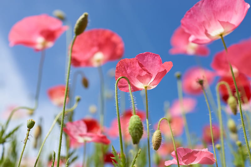 Poppies, poppy, vara, flower, summer, sky, pink, blue, HD wallpaper