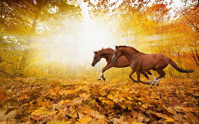 Horses, cal, autumn, running, yellow, toamna, horse, couple, animal, HD wallpaper