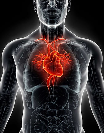 human heart wallpaper