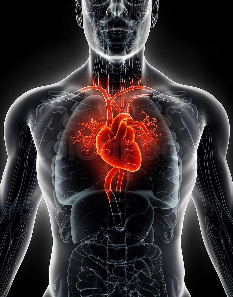 3D illustration Human Internal Organic - Human Heart. Stock . Colourbox, HD phone wallpaper