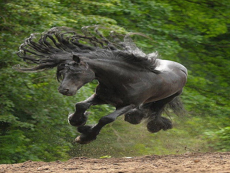 Black Beauty, curly, mane, black, gallop, horse, run, jump, HD wallpaper