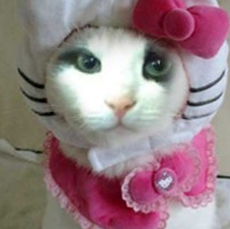 Cat-Fatso Dress Up, cute, cat, eyes, cats, tuxedo cat, fatso, HD wallpaper
