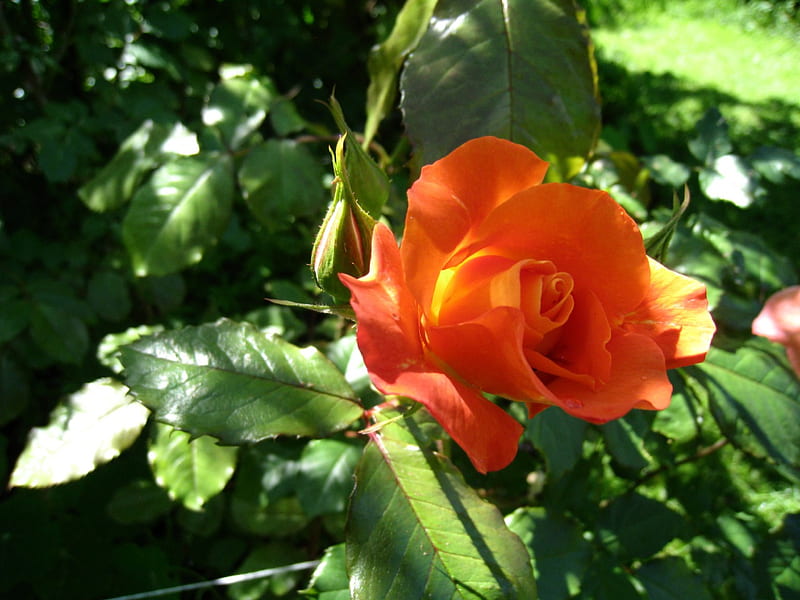 A Orange Rose for my new friend Wina, rose, green, orange, leafs, HD wallpaper