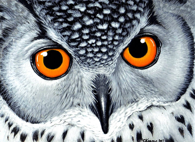 Wonderful Owl Bird Snowy Owl background photo  Download Best Free pics