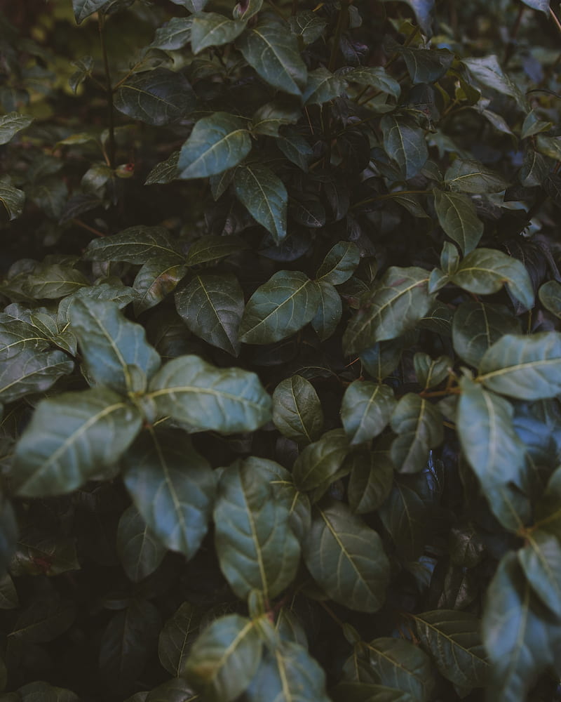 leaves, plant, bush, green, HD phone wallpaper