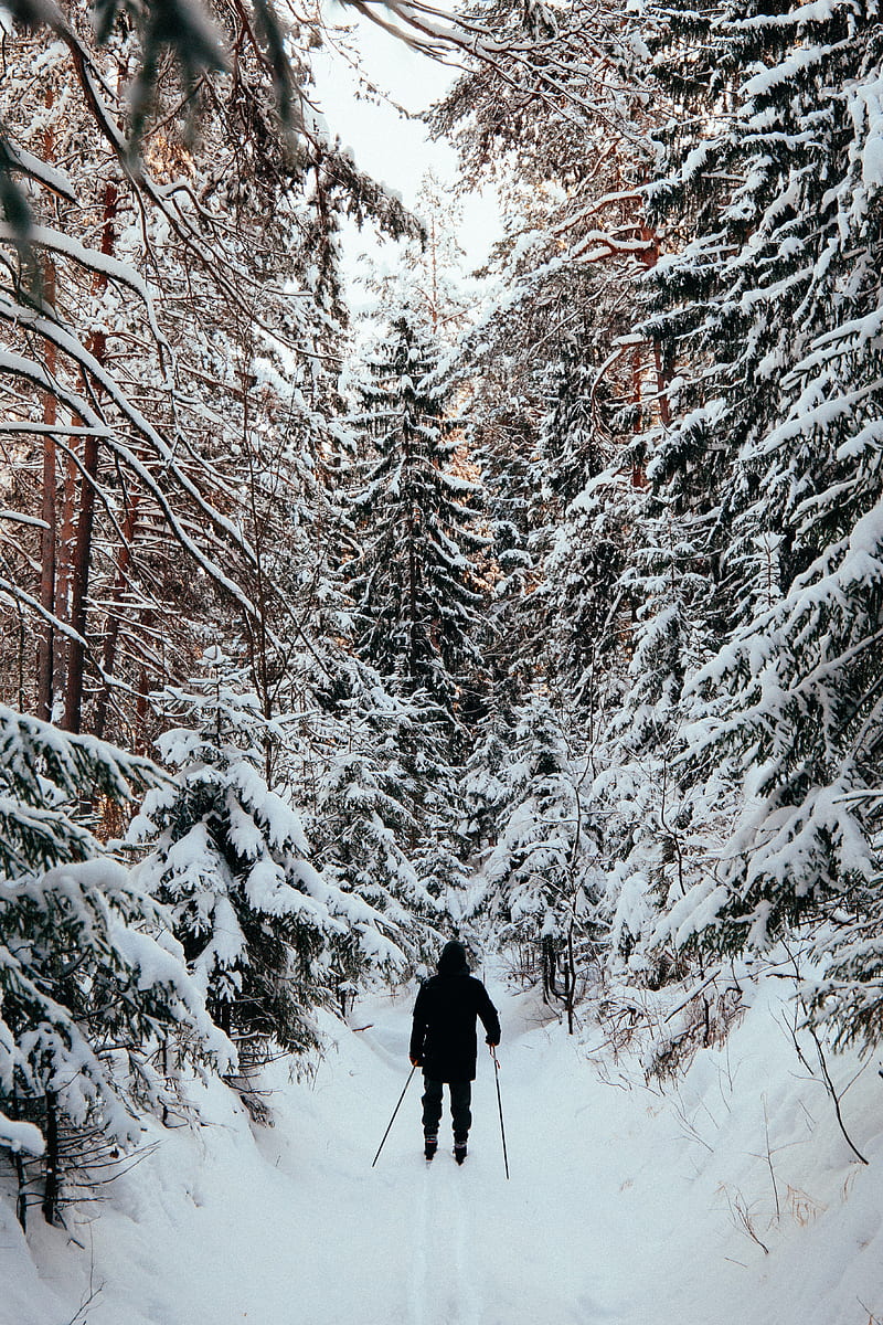man, skier, skiing, forest, snow, winter, HD phone wallpaper
