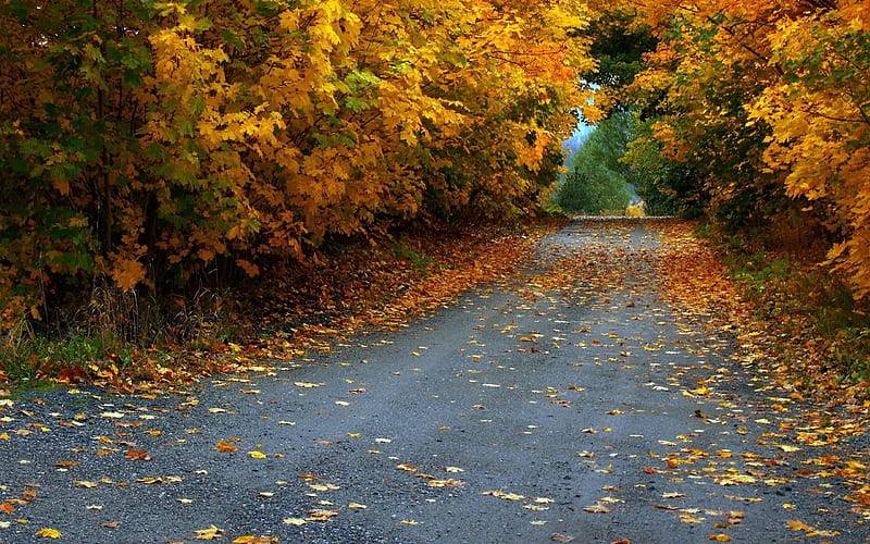autumn, road, asphalt, leaves, HD wallpaper