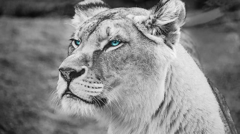 Lion Black and White Ultra, Black and White, Wild, Lion, Animal, Monochrome, HD wallpaper