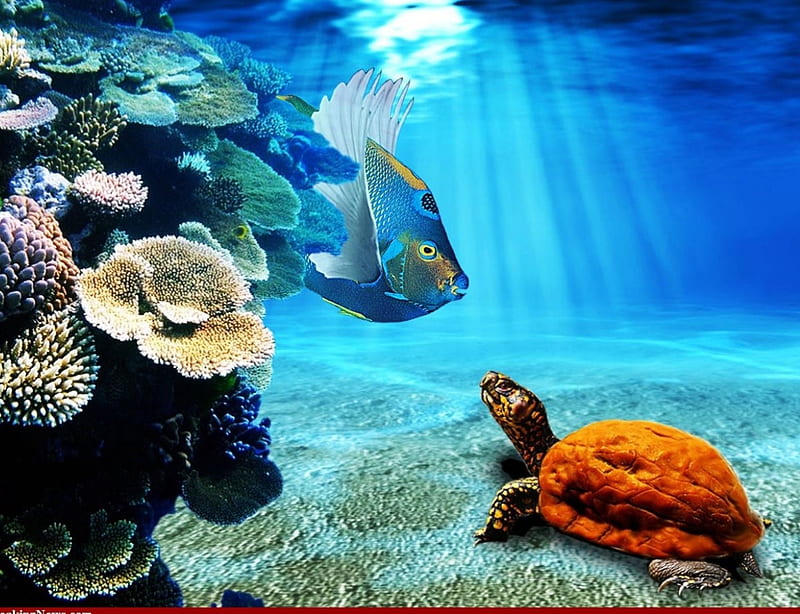 A last word of advice, corals, hues, amazing, habitats, fish, reefs, ecosystems, turtle, sea, turquoise, water, marine, aquamarine, aqua, animals, HD wallpaper
