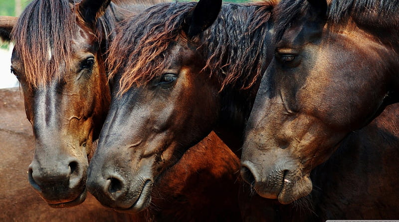 amazing wild horses, amazing, head, horse, wild, HD wallpaper