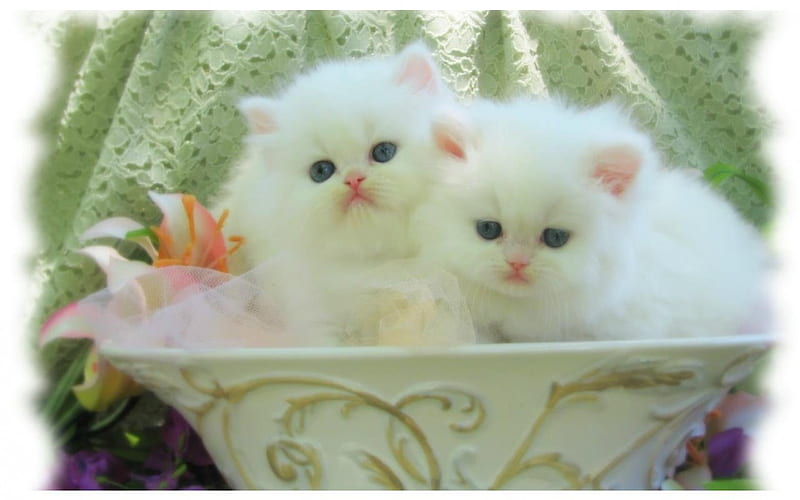 White kittens, cute, pot, cat, kitten, couple, HD wallpaper | Peakpx