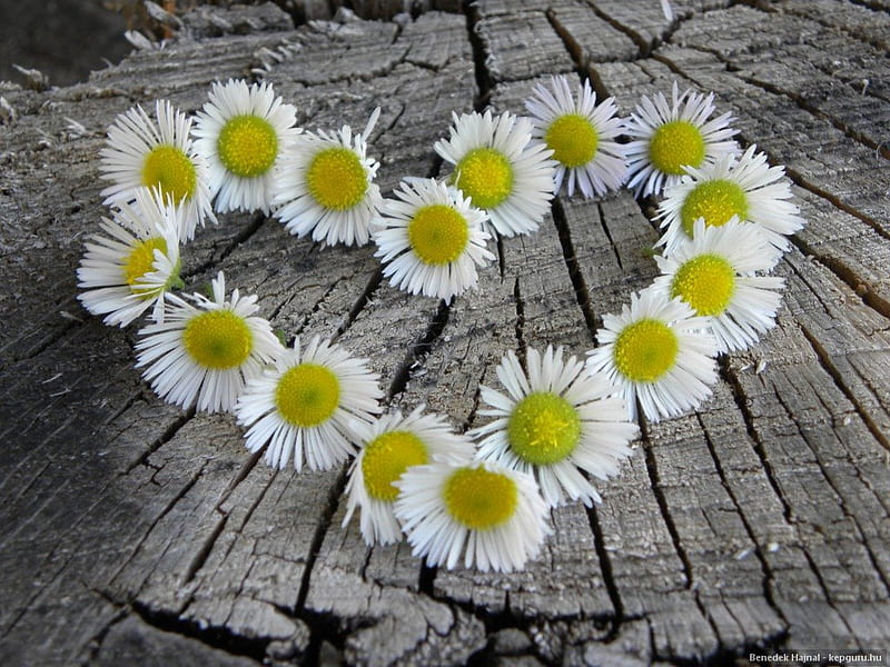 DAISY HEART FOR GINGERBREAD HEART, daisies, flowers, trees, corazones, wood, dainty whites, HD wallpaper