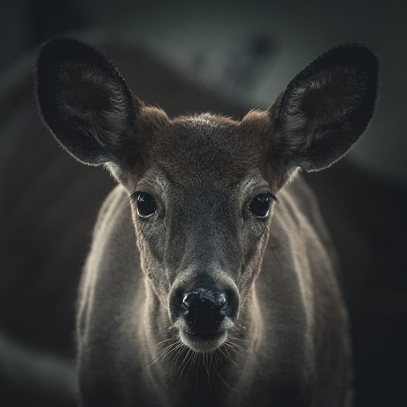 selective focus graphy of brown deer, HD phone wallpaper