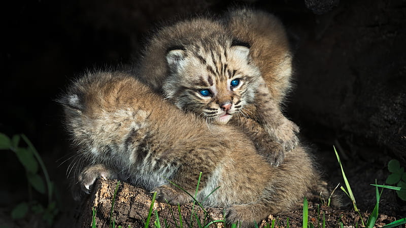 bobcat cubs, blue eyes, cute animals, HD wallpaper