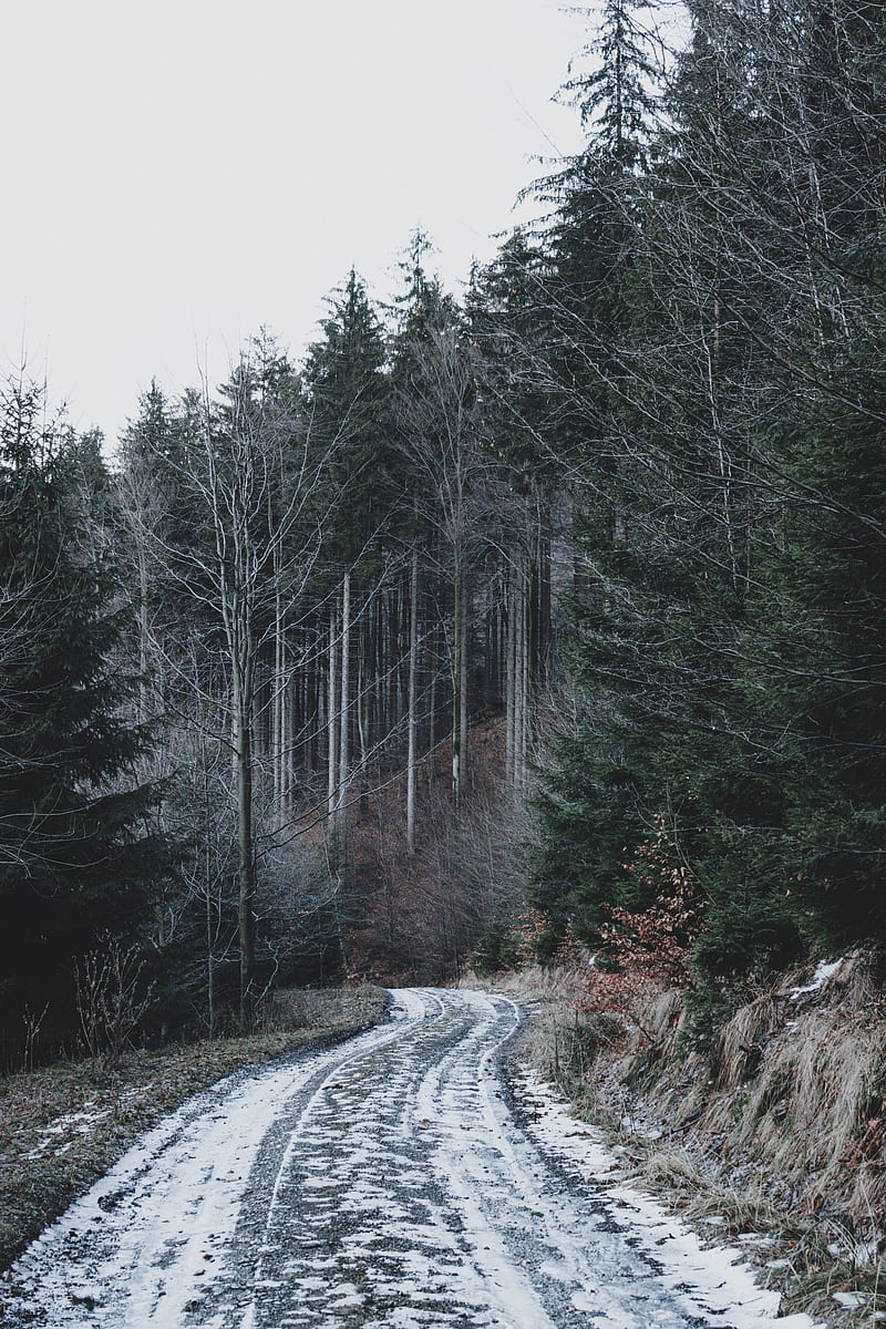 forest, road, snow, winter, nature, HD phone wallpaper