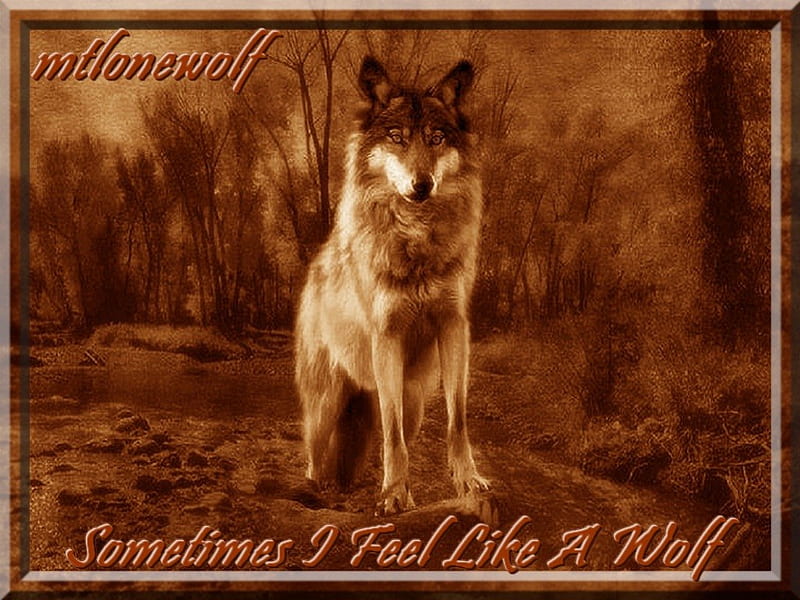 Sometimes I Feel Like A Wolf, isolated, loyal, native american, loyalty, pathway, path, strength, fatalistic, kinship, pack, feelings, culture, separated, brave, religion, apart, proud, perception, wolf, native, emotion, fate, spiritistic, mark, american, indian, natural world, honor, spirit, alone, warrior, fearless, bond, true, strong, nature, HD wallpaper