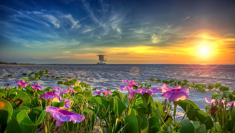Beach Morning Glory Flower At Sunrise, Morning, Flower, Glory, Boat, beach, Sunrise, HD wallpaper
