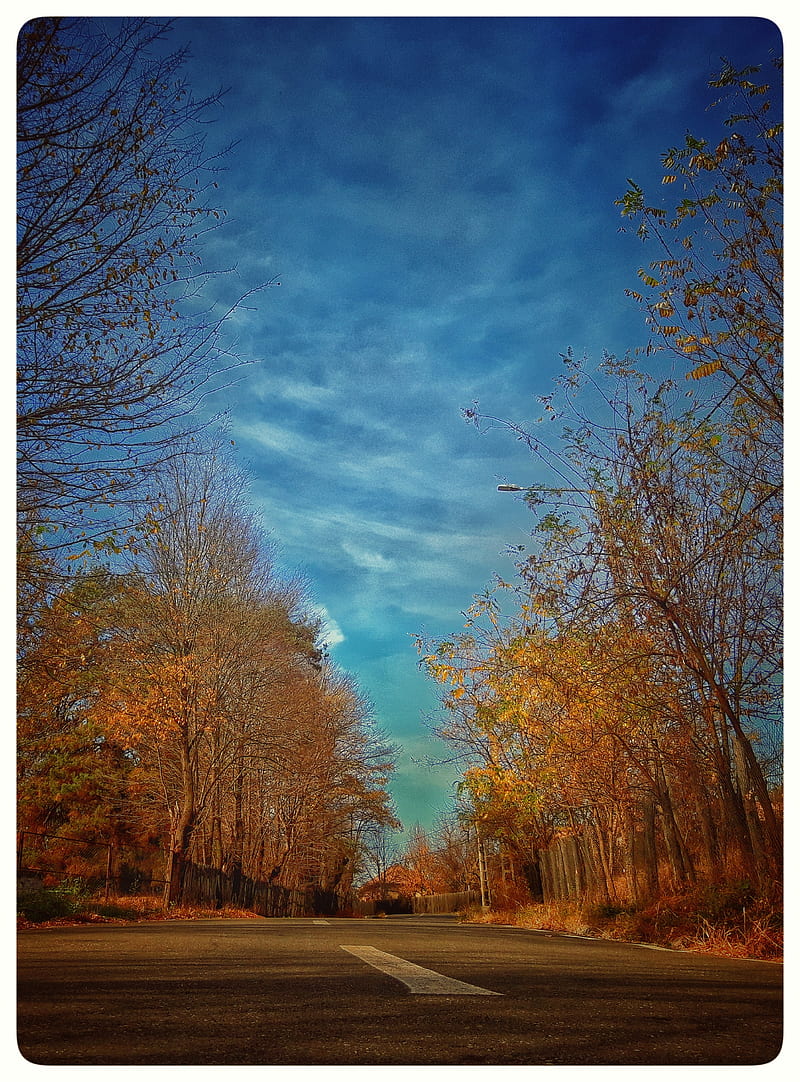 Nature, solitary, autumn, oringe, bonito, natural, HD phone wallpaper