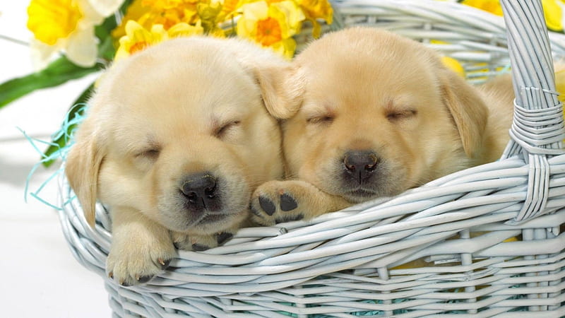 Snuggled Up, cute, puppies, animals, dogs, HD wallpaper