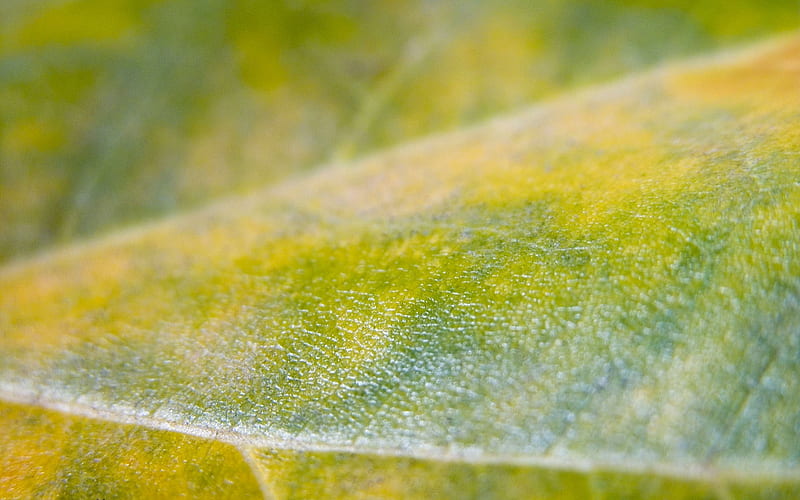 leaf close-up surface-Plants, HD wallpaper