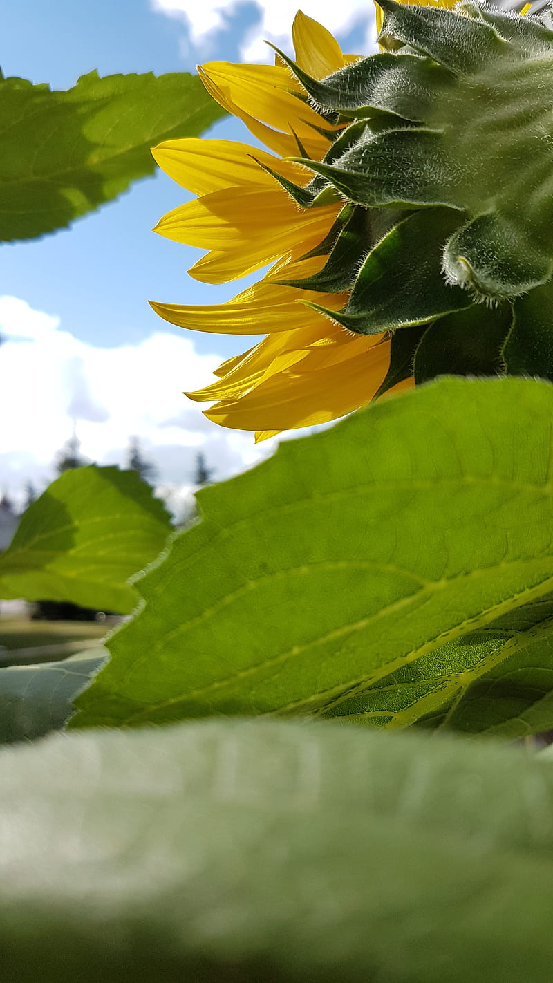 Sunflower, blue sky, clear weather, september flowers, HD phone wallpaper