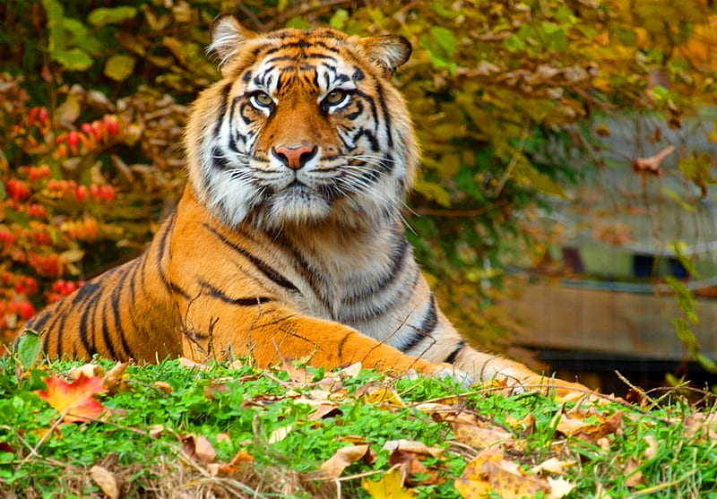 Autumn hunter, autumn, striped, strength, orange black white, power, tiger, hunter, HD wallpaper