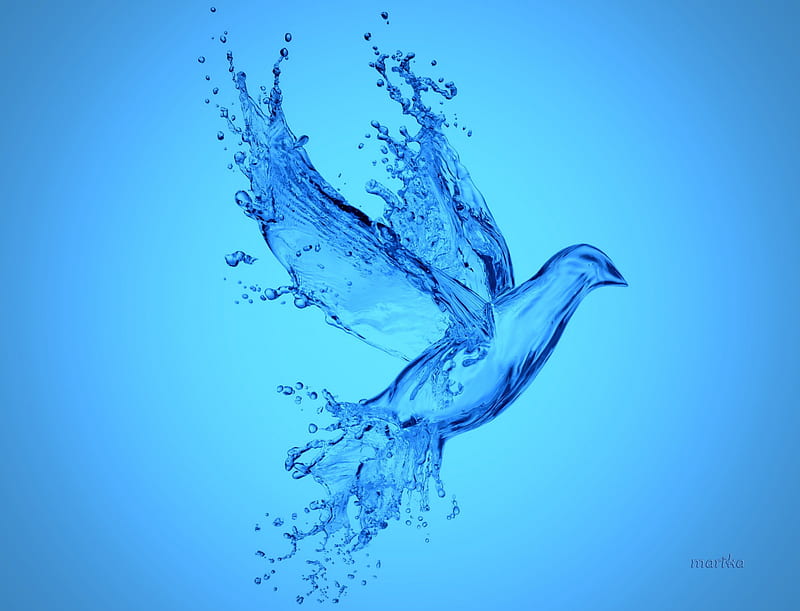 Aqua Bird, splash, water, bird, aqua, dove, drops, blue, HD wallpaper