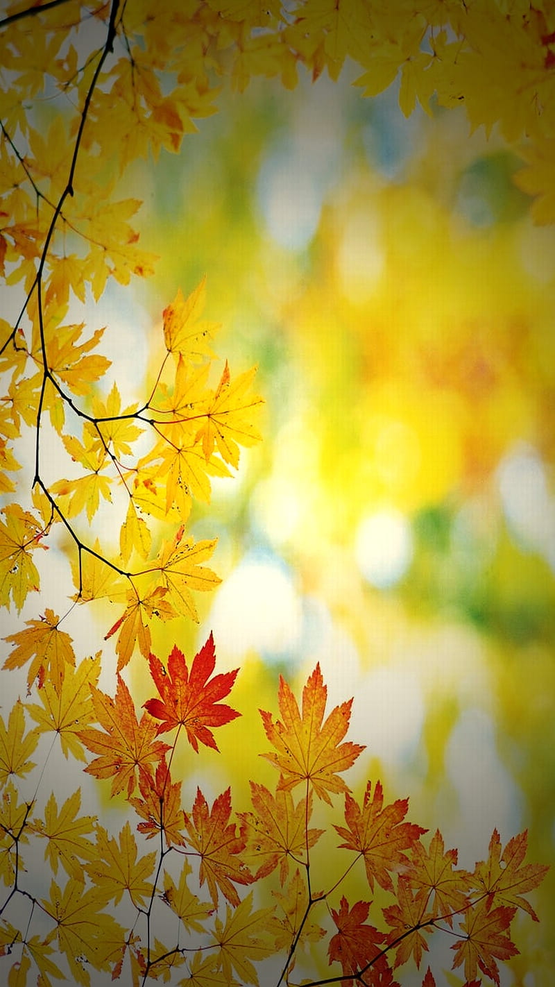 Maple leaves in fall, autumn, fall, leaves, maple, nature, seasons, tree, yellow, HD phone wallpaper