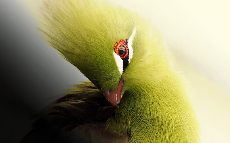 Turaco, red, bird, green, head, eye, feather, HD wallpaper