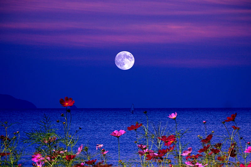 FULL MOON, moon, flowers, lake, night, fullmoon, HD wallpaper