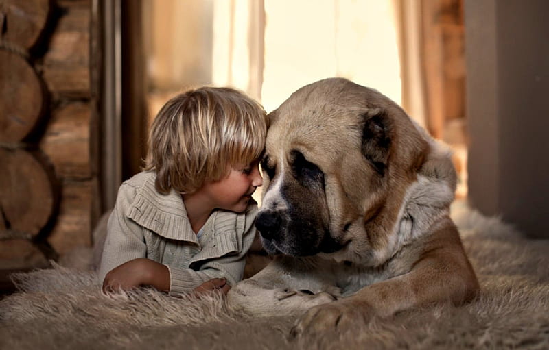 Pure Love, dog face, cute, boy, love, child, childhood, animals, dogs, dog, HD wallpaper