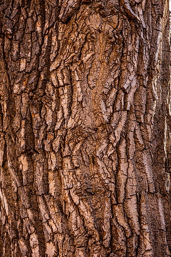 HD brown tree bark wallpapers | Peakpx