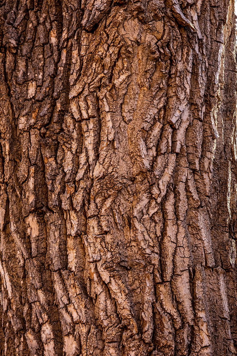 4k Pine Bark Material 03 Texture
