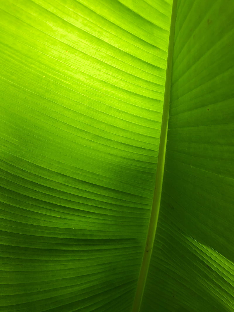 leaf, plant, macro, green, veins, HD phone wallpaper