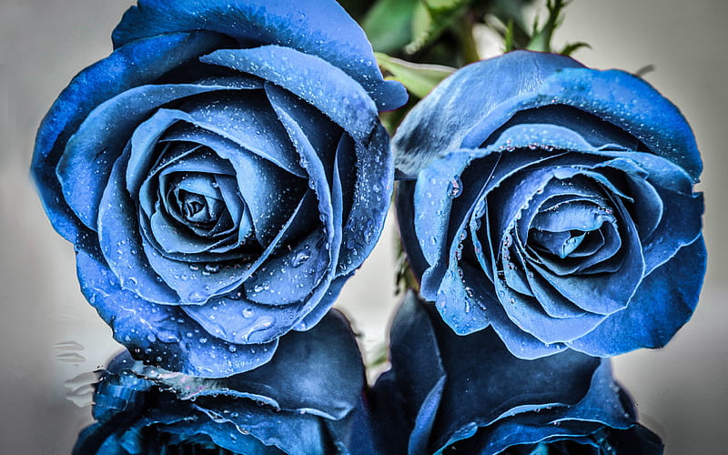Blue roses, buds of blue roses, two roses, blue flowers, roses, HD wallpaper