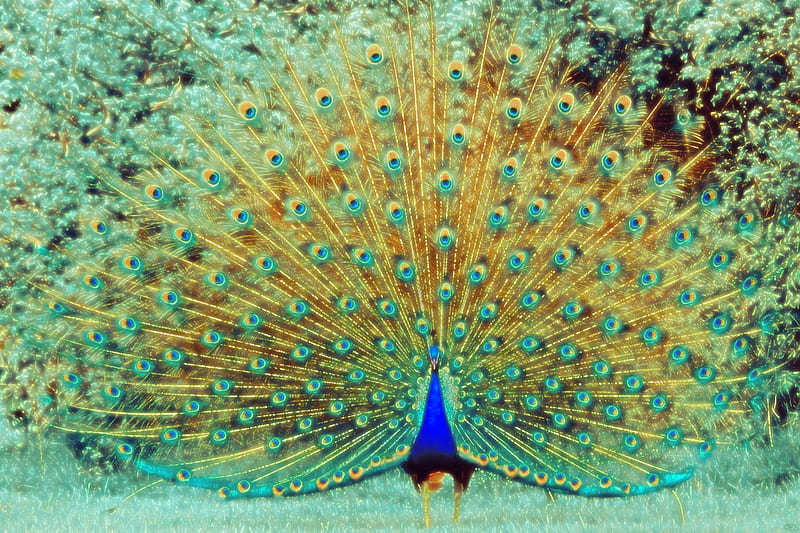 Golden Peacock, Peacock, bonito, Bird, Lovely, Artistic, HD wallpaper |  Peakpx