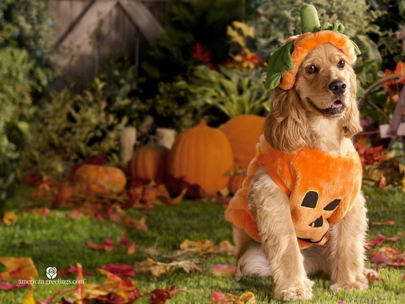 Halloween Dressup, costume, halloween, garden, dog, pumpkins, HD wallpaper