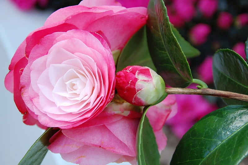 Lovely Camellia, flowers, nature, petals, buds, pink, camellia, HD wallpaper