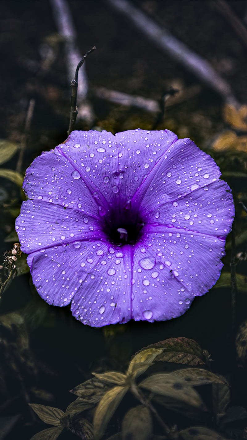 Wallpaper ID 410148  Earth Lilac Phone Wallpaper Closeup Nature Flower  Purple Flower 1080x1920 free download