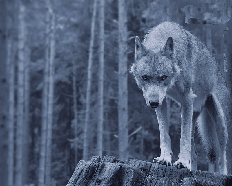 Wolf, timber, animal, dark, HD wallpaper