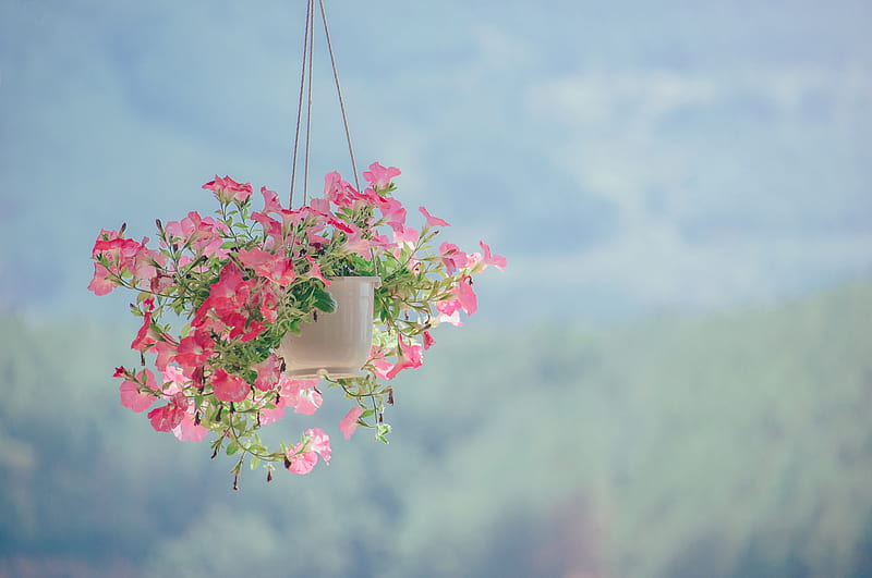 Pink flowers in a hanging basket, pink, pretty, gentle, flowers, nature, hanging, pot, HD wallpaper