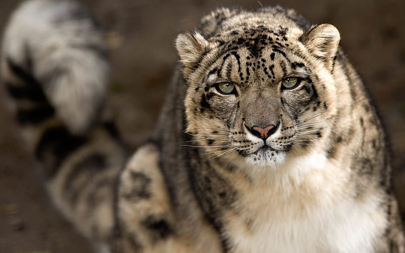 snow leopard, wild cat, wildlife, leopard, HD wallpaper