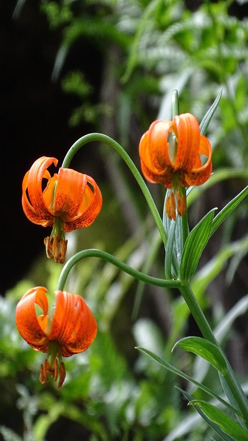 Wild lily, flower, mountains, HD mobile wallpaper | Peakpx