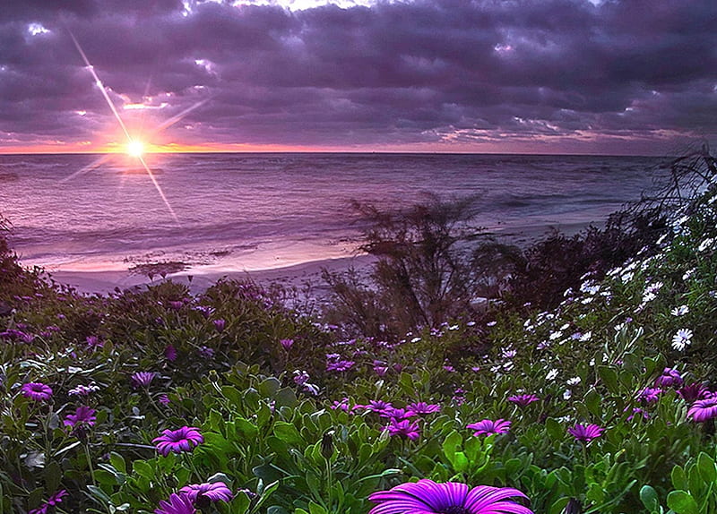 720P free download | Wonderful View, wonderful, View, Flowers, purple ...